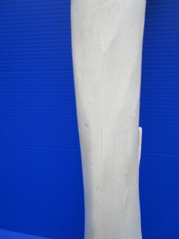 24 inches Real Giraffe Tibia Leg Bone for $99.99