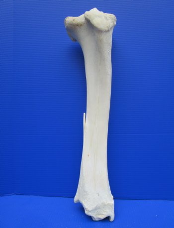 24 inches Real Giraffe Tibia Leg Bone for $99.99