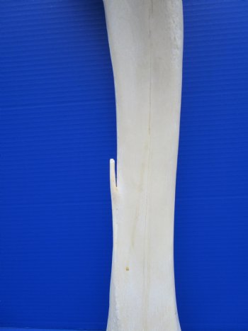 24 inches Real Giraffe Tibia Leg Bone for $99.99