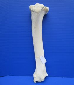 25-1/2 inches Real Giraffe Tibia Leg Bone for $99.99
