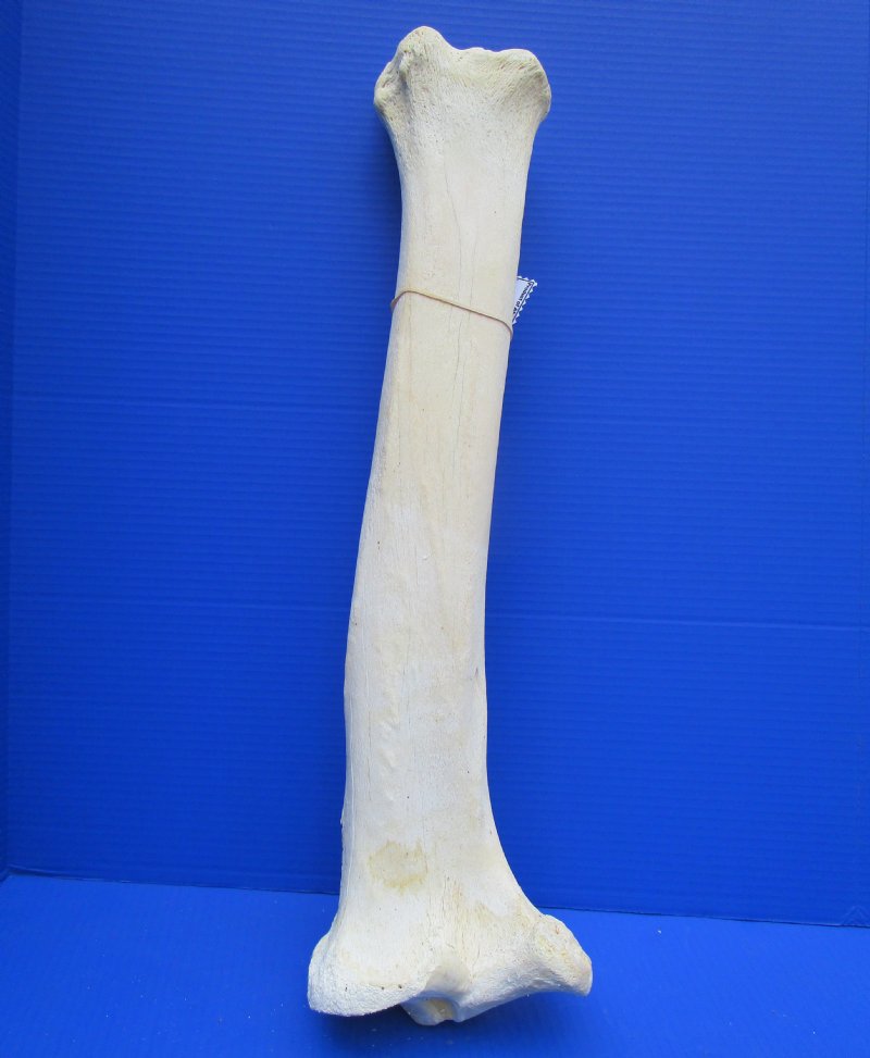 24 inches Real Giraffe Tibia Leg Bone for $99.99