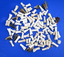 100 Assorted Wild Boar Foot Bones and Hooves 1/2 to 2 inches for .40 each