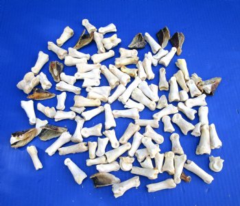 100 Assorted Wild Boar Foot Bones and Hooves 1/2 to 2 inches for .40 each