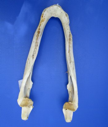 20 inches Grade 2 Bottom Jaw Florida Alligator Skull for Sale - $39.99