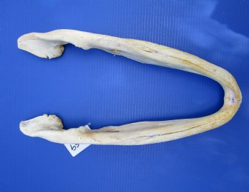 20 inches Grade 2 Bottom Jaw Florida Alligator Skull for Sale - $39.99