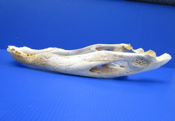 20 inches Grade 2 Bottom Jaw Florida Alligator Skull for Sale - $39.99