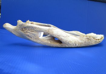 20 inches Grade 2 Bottom Jaw Florida Alligator Skull for Sale - $39.99