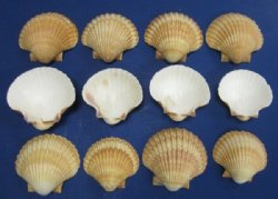 3 to 3-1/2 inches  San Diego Scallop Shells  <font color=red> Wholesale</font>- Case of 140 @ .68 each