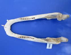 20-3/4 inches Grade 2 Bottom Jaw Florida Alligator Skull for Sale - $39.99