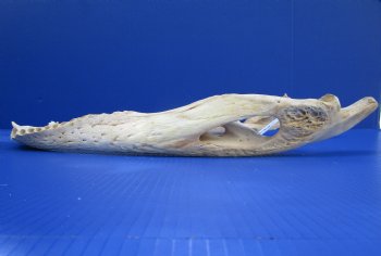 20-3/4 inches Grade 2 Bottom Jaw Florida Alligator Skull for Sale - $39.99