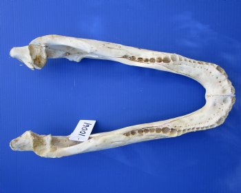 19-3/4 inches Florida Alligator Bottom Jaw Bone, Grade 2 quality  for $39.99