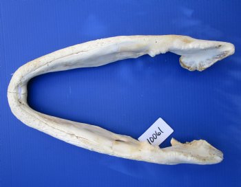 19-3/4 inches Florida Alligator Bottom Jaw Bone, Grade 2 quality  for $39.99