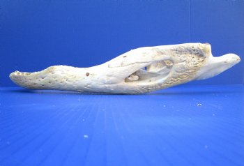 19-3/4 inches Florida Alligator Bottom Jaw Bone, Grade 2 quality  for $39.99