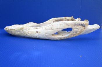 19-3/4 inches Florida Alligator Bottom Jaw Bone, Grade 2 quality  for $39.99