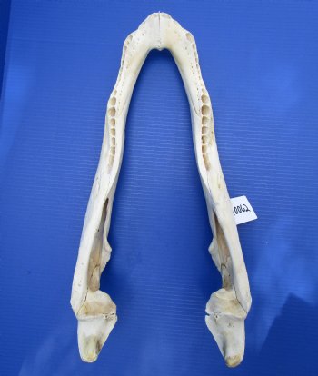 21 inches Bottom Jaw Florida Alligator Skull, Grade 2 Quality - $39.99