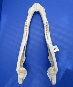 21 inches Bottom Jaw Florida Alligator Skull, Grade 2 Quality - $39.99