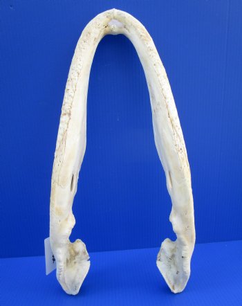 21 inches Bottom Jaw Florida Alligator Skull, Grade 2 Quality - $39.99