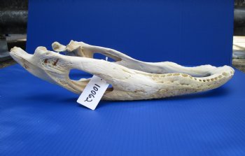 21 inches Bottom Jaw Florida Alligator Skull, Grade 2 Quality - $39.99