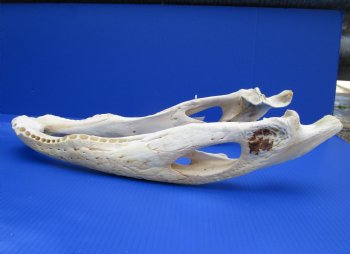 21 inches Bottom Jaw Florida Alligator Skull, Grade 2 Quality - $39.99