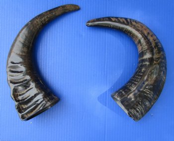 2 Semi-Polished Water Buffalo Horns 16 and 16-1/2 inches with visible ridges for $34.99