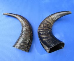 2 Semi-Polished Water Buffalo Horns 16 and 16-1/2 inches with visible ridges for $34.99