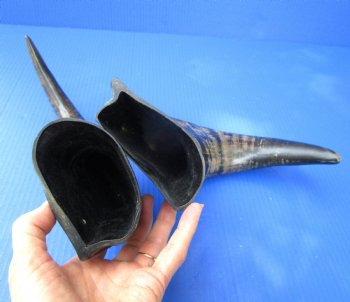 2 Semi-Polished Water Buffalo Horns 16 and 16-1/2 inches with visible ridges for $34.99