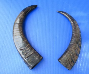 2 Semi-Polished Water Buffalo Horns 13-7/8 and 15-1/4 inches with visible ridges for $34.99