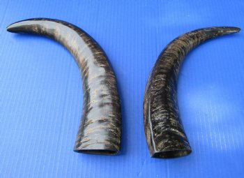2 Semi-Polished Water Buffalo Horns 13-7/8 and 15-1/4 inches with visible ridges for $34.99