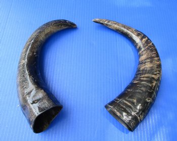 2 Semi-Polished Water Buffalo Horns 14-1/2 and 15-3/4 inches with visible ridges for $34.99