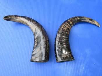 2 Semi-Polished Water Buffalo Horns 14-1/2 and 15-3/4 inches with visible ridges for $34.99