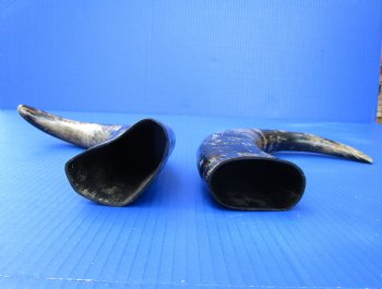 2 Semi-Polished Water Buffalo Horns 14-1/2 and 15-3/4 inches with visible ridges for $34.99