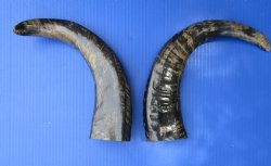 2 Semi-Polished Water Buffalo Horns 14-1/2 and 15-3/4 inches with visible ridges for $34.99