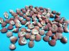 Tiny Red Strawberry Top Shells 1/2 to 3/4 inch, - 50 for .38 each; 100 @ .34 each