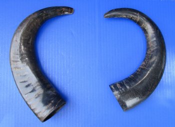 2 Semi-Polished Water Buffalo Horns 14-1/4 and 14-1/2 inches with visible ridges for $34.99