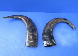 2 Semi-Polished Water Buffalo Horns 14-1/4 and 14-1/2 inches with visible ridges for $34.99