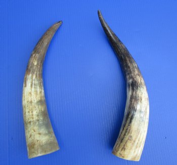 16-1/2 and 18 inches Lightly Polished Cow Horns with a Hand Scraped Look for $35.99