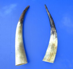 18 and 19 inches Lightly Polished Buffalo Horns with a Hand Scraped Look for $35.99