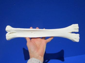 14-1/2 inches Real One Hump Camel Leg Bone for Sale - Buy this one for $29.99