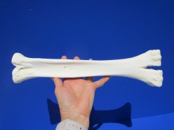 14-1/2 inches Real One Hump Camel Leg Bone for Sale - Buy this one for $29.99