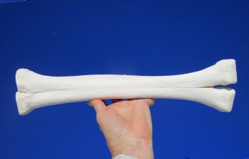 14-1/2 inches Real One Hump Camel Leg Bone for Sale - Buy this one for $29.99