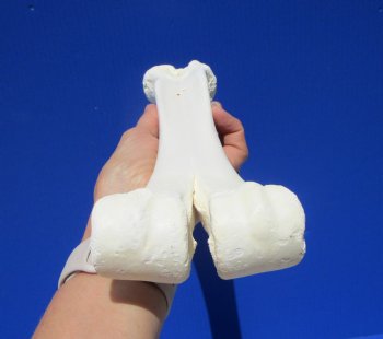 14-1/2 inches Real One Hump Camel Leg Bone for Sale - Buy this one for $29.99