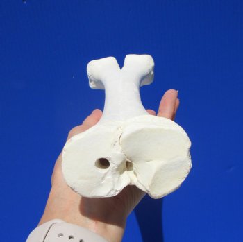 14-1/2 inches Real One Hump Camel Leg Bone for Sale - Buy this one for $29.99