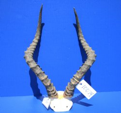 Authentic African Impala Skull Plate, Cap with 21 inches Horns for $64.99