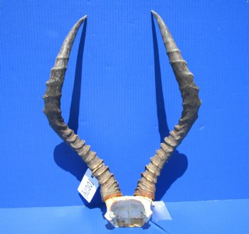 Authentic African Impala Skull Plate, Cap with 21 inches Horns for $64.99
