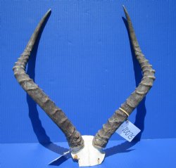 Authentic African Impala Skull Plate, Cap with 20-7/8 and 21-1/2 inches Horns for $64.99