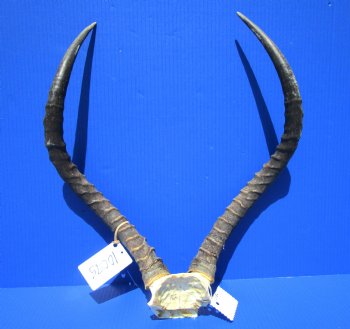 Authentic African Impala Skull Plate, Cap with 20-7/8 and 21-1/2 inches Horns for $64.99