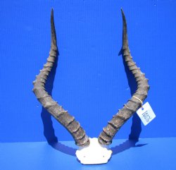 Large African Impala Skull Plate, Cap with 22 and 22-3/4 inches Horns for $64.99