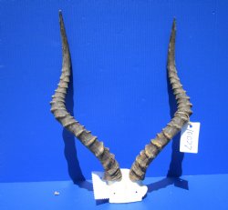 Large African Impala Skull Plate, Cap with 21 and 22 inches Horns for $64.99
