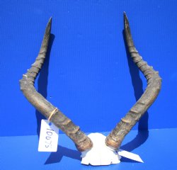 Real African Impala Skull Plate, Cap with 20-1/2 and 19-3/4 inches Horns for $59.99