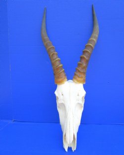 Large African Blesbok Skull with 15-3/4 inches Horns (Grade 2 nose tip missing)) for $64.99